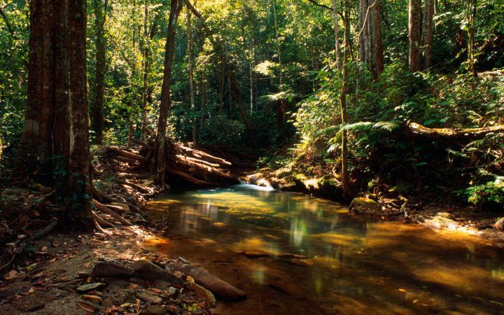 Forêt dans la région de Pirenópolis Goiás (Brésil)