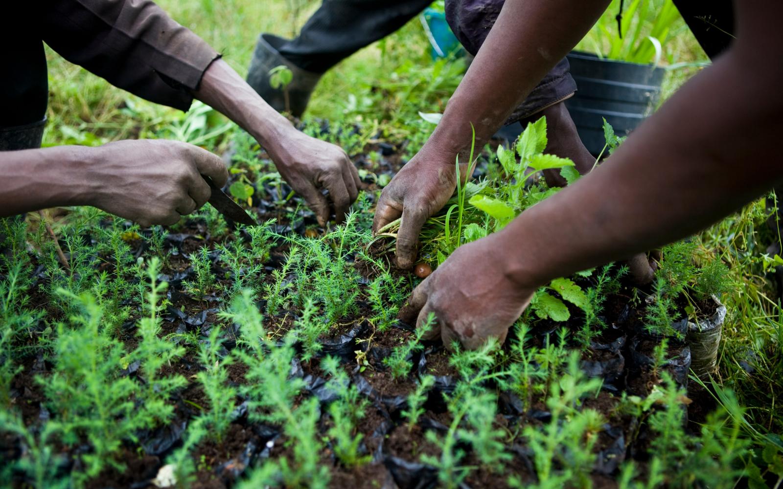 Des membres du Groupe de Floriculture Mkungi, disctrict de Mkungi, Lac Naivasha, Kenya